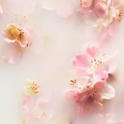 Rituals The Ritual of Sakura Floral Cherry Blossom & Rice Milk Shampoo 250ml
